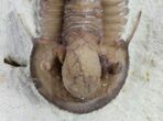 Scare Cyphaspis Trilobite - Large For Species #61691-3